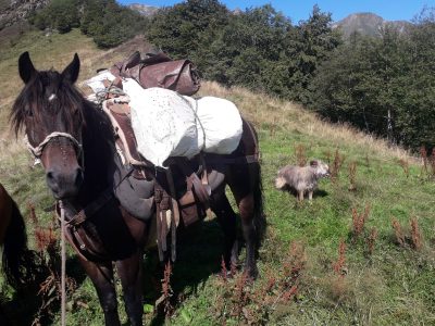 Indigo d'Esbintz, hongre Castillonais