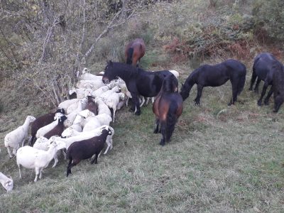 Indigo d'Esbintz, hongre Castillonais