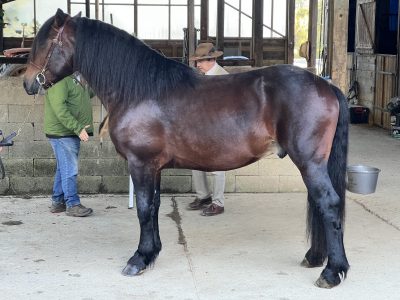 Saillie Joga d'Equivita