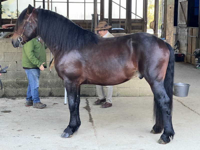 Saillie Joga d'Equivita