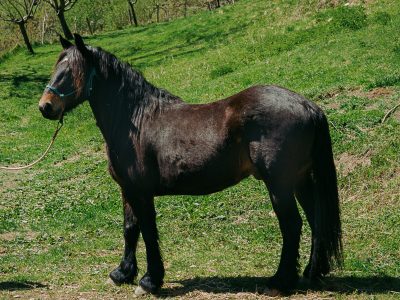 Indigo d'Esbintz, hongre Castillonais