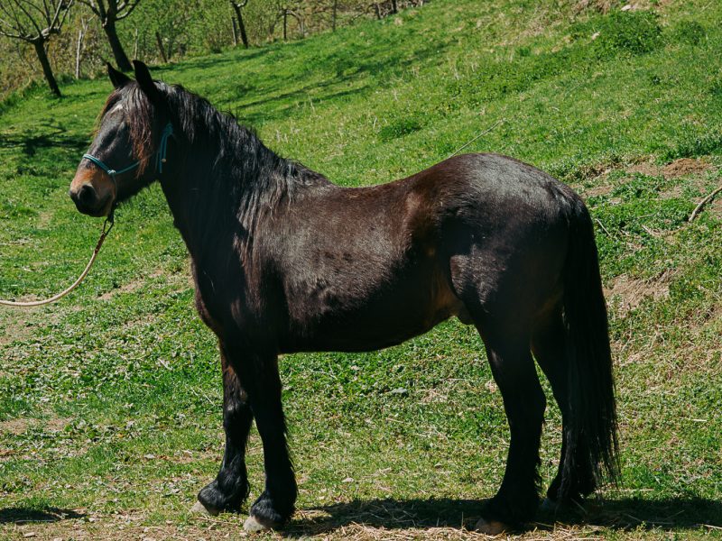 Indigo d'Esbintz, hongre Castillonais