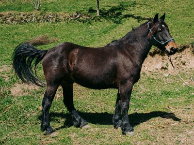 Indigo d'Esbintz, hongre Castillonais