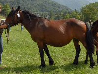 ISBA D&rsquo;ANTRAS