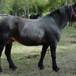 LASKA D&rsquo;ANTRAS