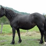 MOITA D&rsquo;ANTRAS