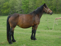 SAUTERELLE DE SEIX