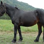 ROUBIA D&rsquo;ANTRAS