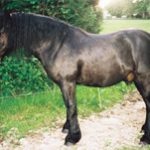 QALLAW D&rsquo;AULIGNAC