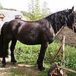 URETZ D&rsquo;ANTRAS