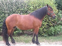 INCA
