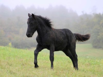 Poulain de 1 an