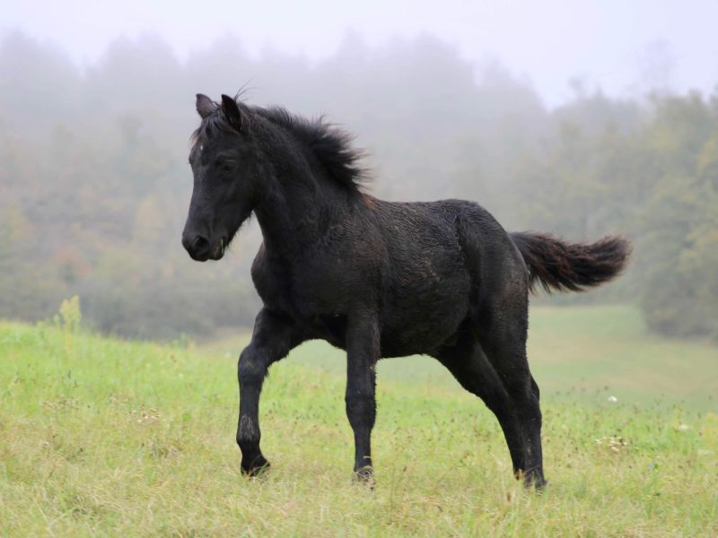 Poulain de 1 an