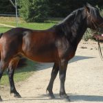 RAMBALH DE BOUTOU