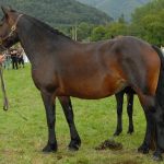 SYBEL DE EMBRUN