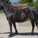 AICLAIRE D&rsquo;EQUIVITA