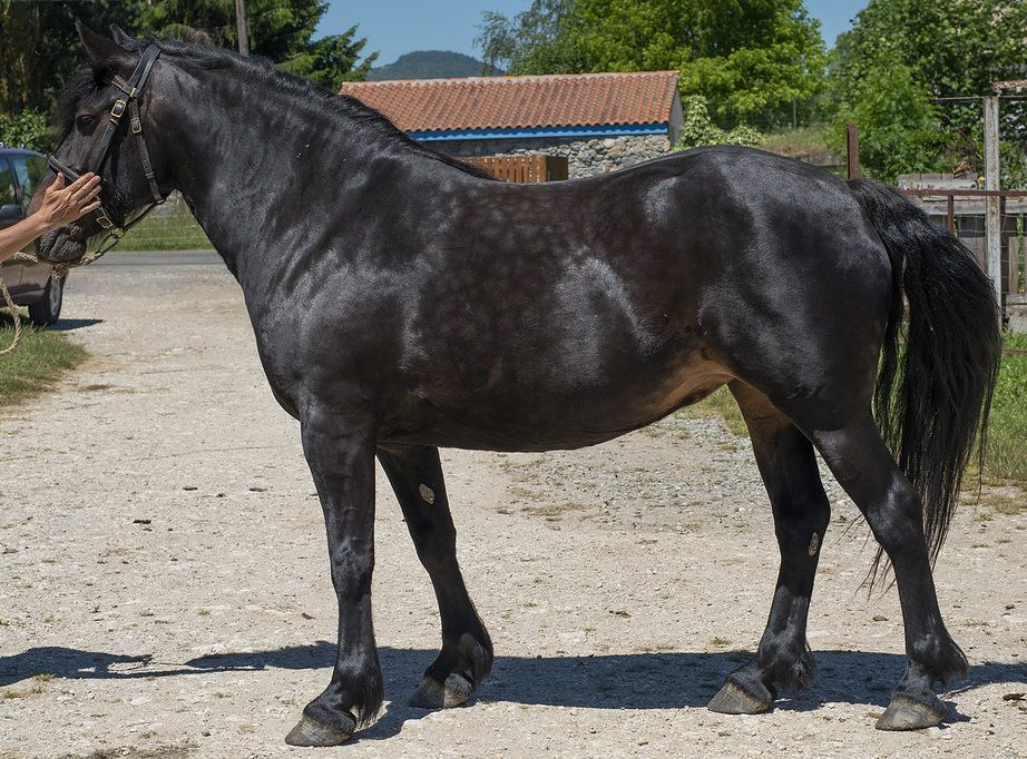 AICLAIRE D&rsquo;EQUIVITA