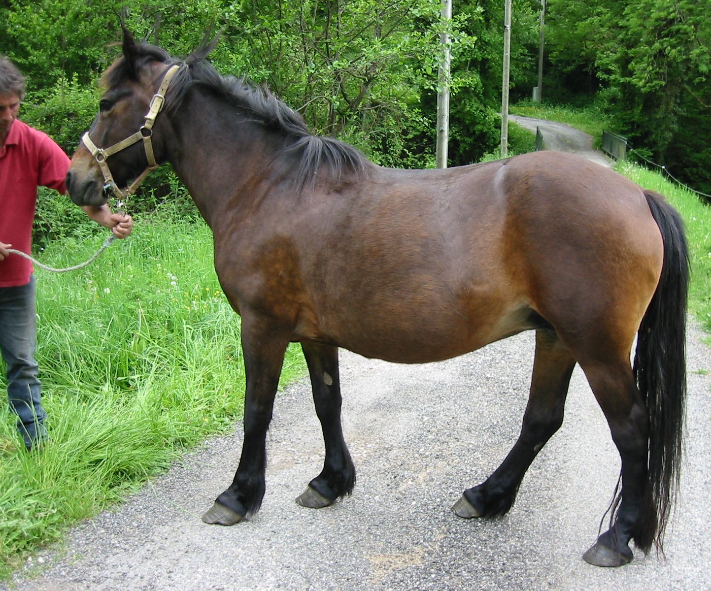 ALTHAIR