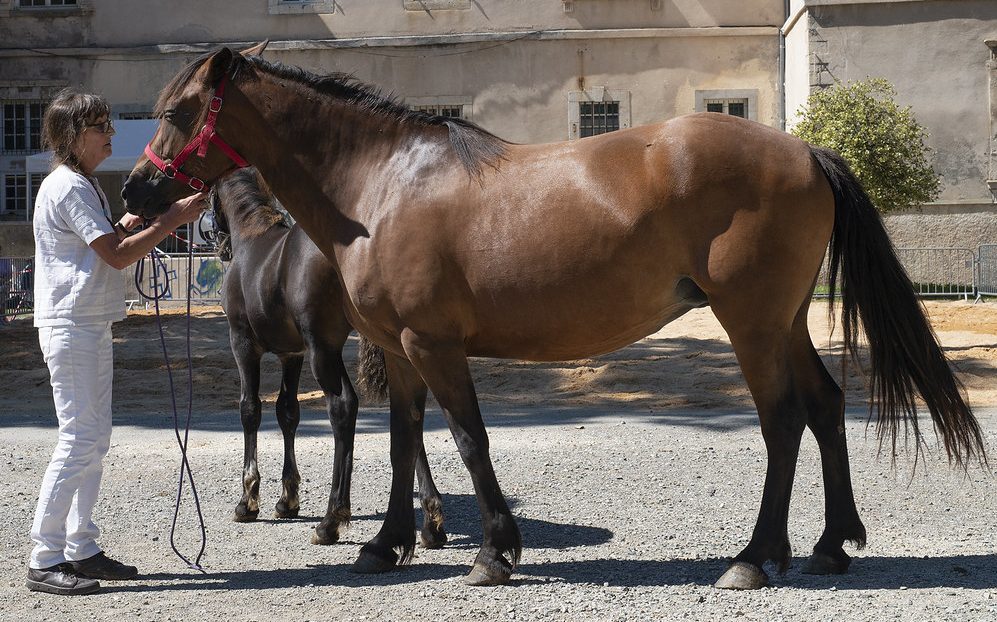 ARROUTS DE LA BAYCHE