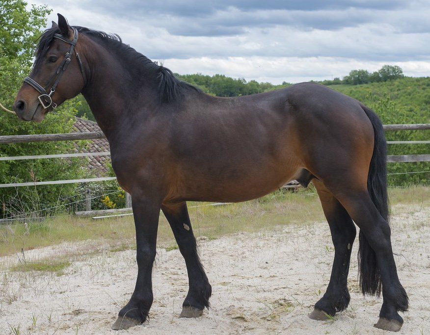 BIZET DE SEIX
