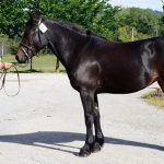 BRINDILLE DE LA FITTE
