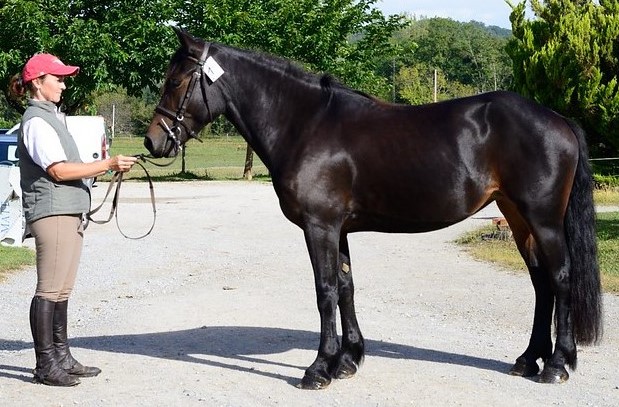 BRINDILLE DE LA FITTE