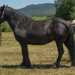 CAJOU D&rsquo;EQUIVITA