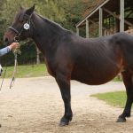 CHAMSIN DE SIADOUS