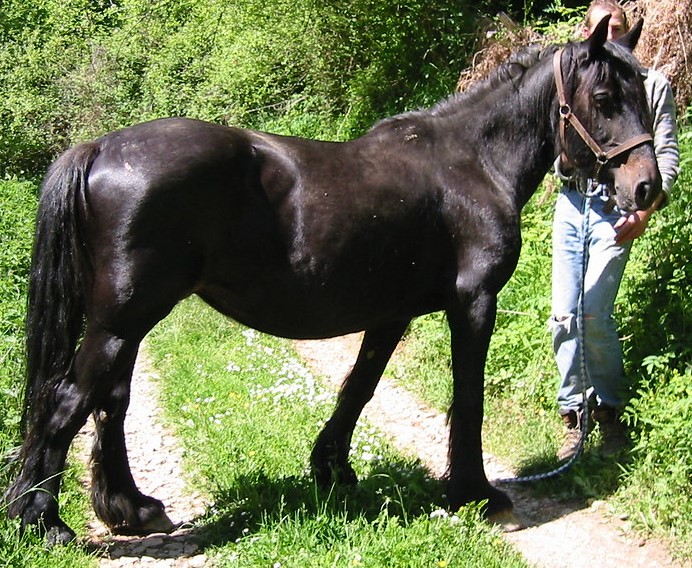 CIBADA