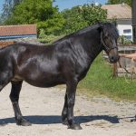 COSHKA D&rsquo;EQUIVITA