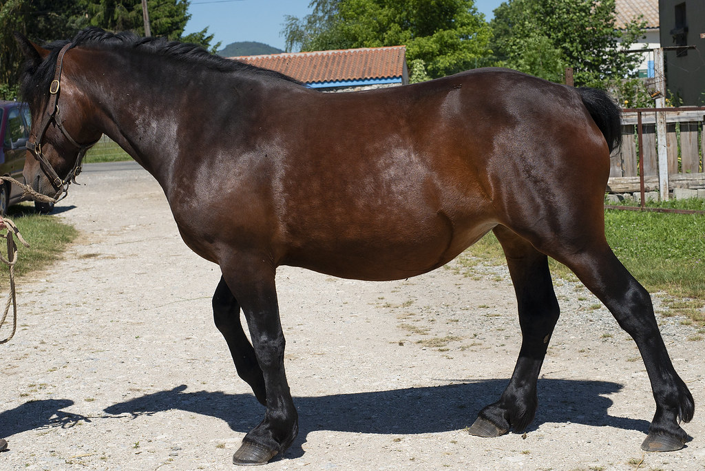 CYBELE D&rsquo;EQUIVITA