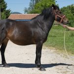 DIVA D&rsquo;EQUIVITA