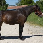 DJINKA D&rsquo;EQUIVITA