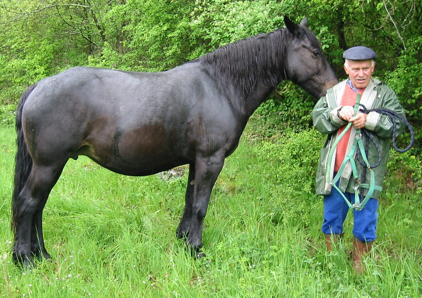 DUCHESSE