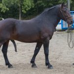 EVEIL D&rsquo;EQUIVITA