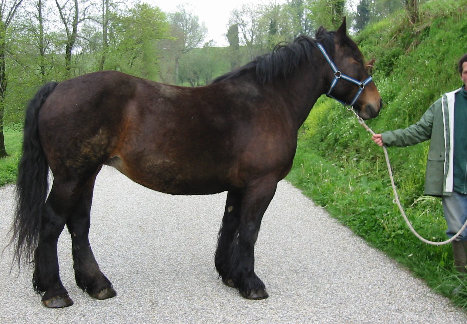 FIFILLE II