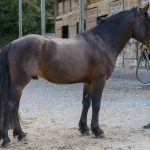 FUSAIN DE BAREILLE