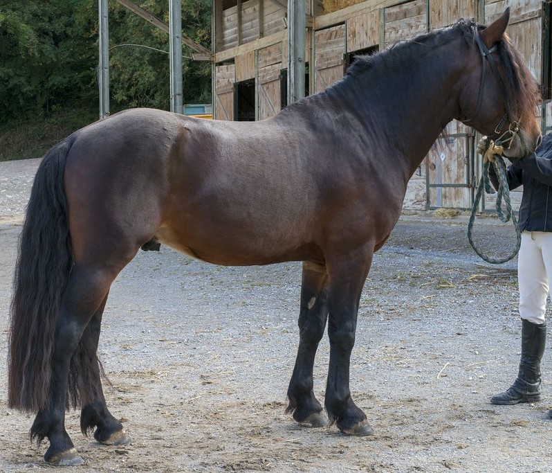 FUSAIN DE BAREILLE