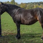 GITANE DE BORDES