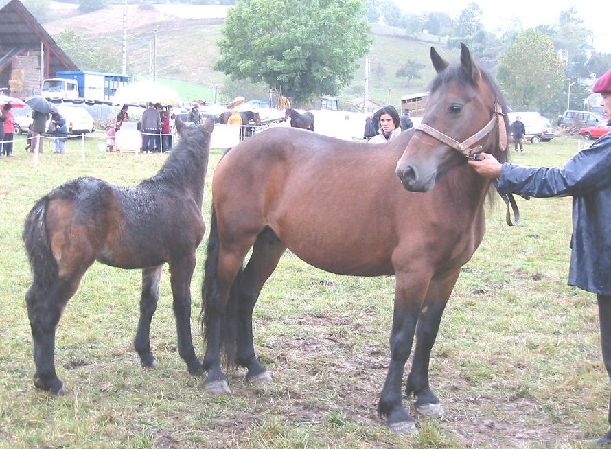 JEBRIL DE BRAGNAT
