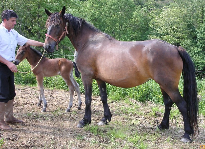 KALINKA DE LA BAYCHE