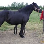 KAROUB DE CARBOUNEROS