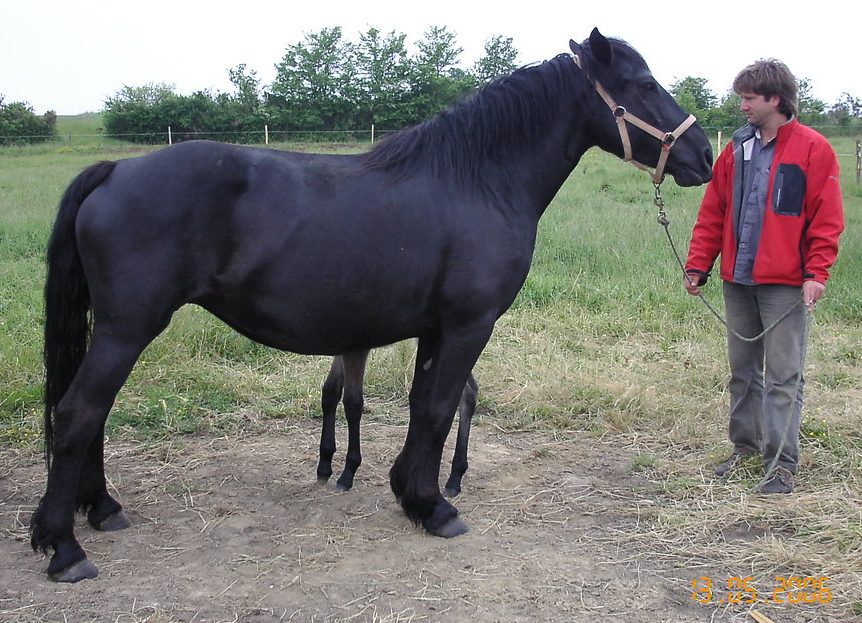 KAROUB DE CARBOUNEROS