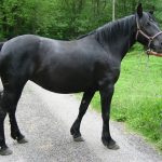 LASSY DE GARRABES