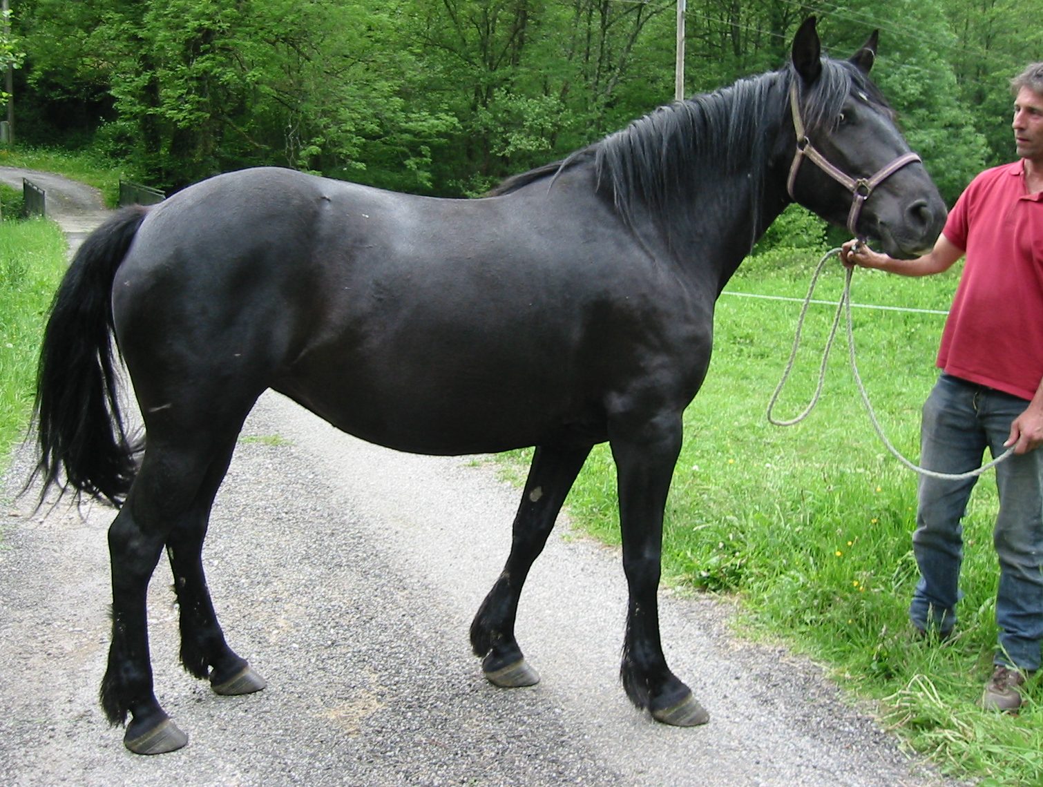 LASSY DE GARRABES