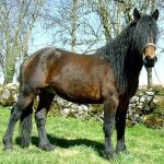 LLANOS DE SARRAT