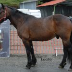 LUCIFER DE SEIX