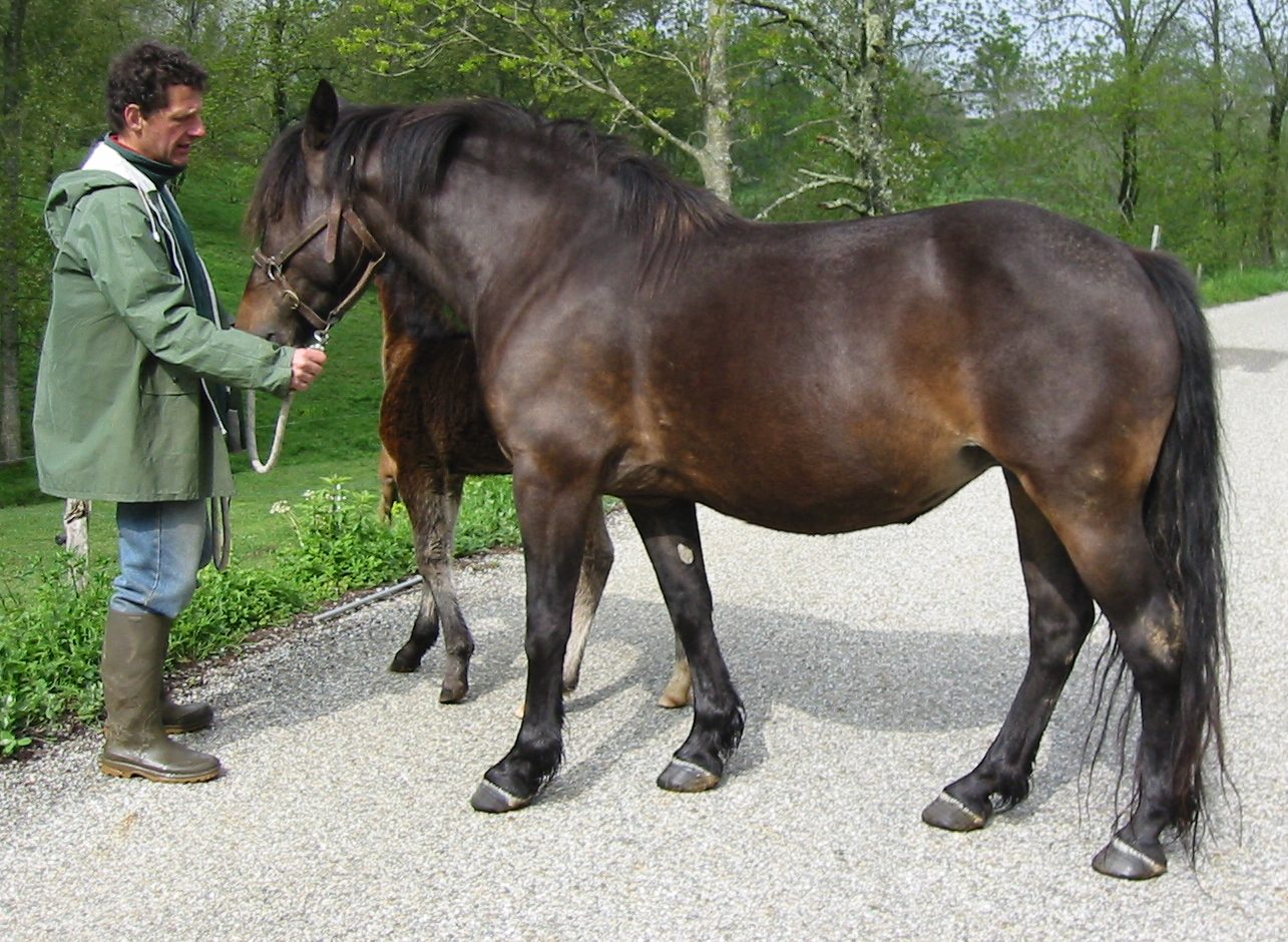 MARQUISE DES VIELLES