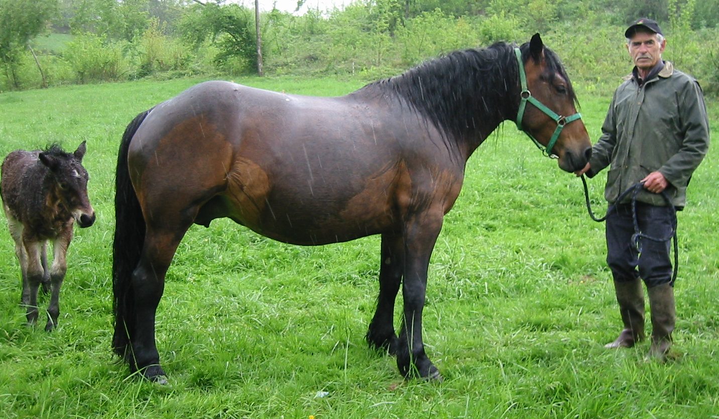 MOUDESTO DE SEIX