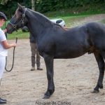 NAVARRE DE CARTIES